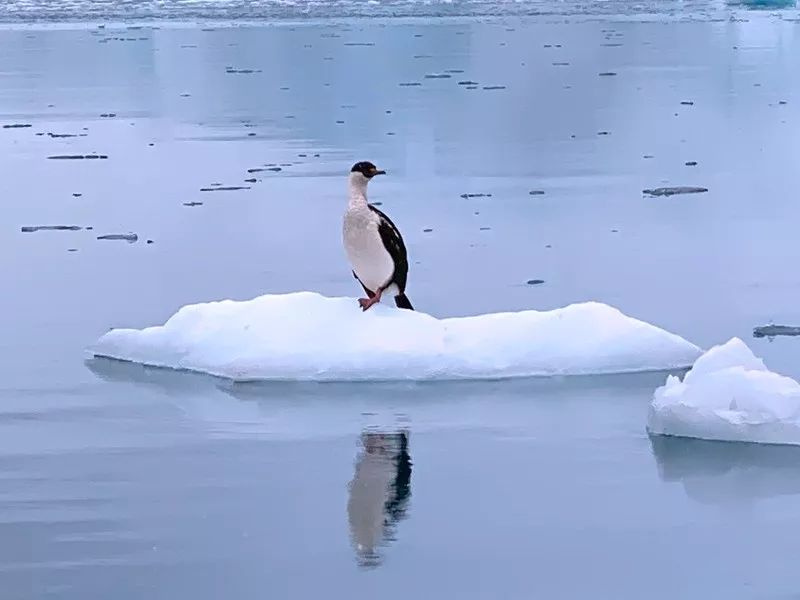 Volando sobre Drake ~ Aventura Antártica Día 2