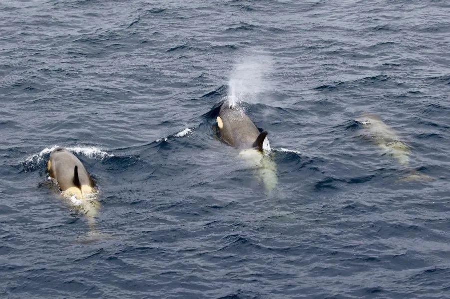 Flying Over Drake ~ Antarctic Adventure Day 3