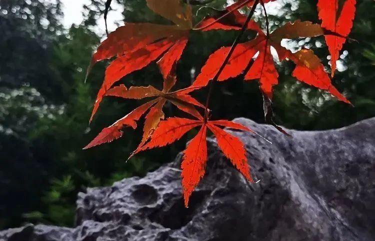 여행 노트 | 가장 어려운 산을 오르고, 가장 험난한 길을 걷고, 붉은 단풍을 탐험해보세요