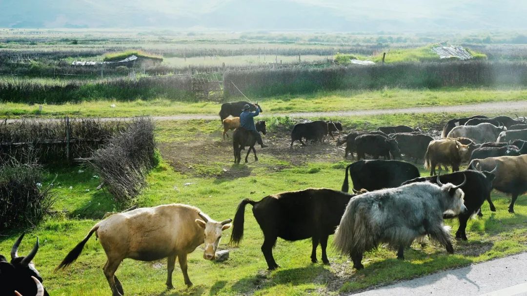 Notas de viaje sobre el río Amarillo y los pastizales en Zoige