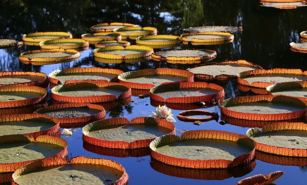 Lijiang es gentil y romántica, Xishuangbanna es una vista que dura para siempre