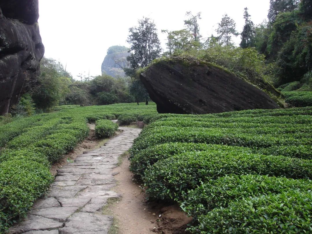 Notas de viaje de Jingxiang 031 丨 Río Jiuqu al pie de la montaña Wuyi