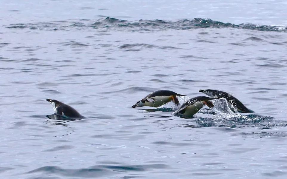 Flying Over Drake ~ Antarctic Adventure Day 2