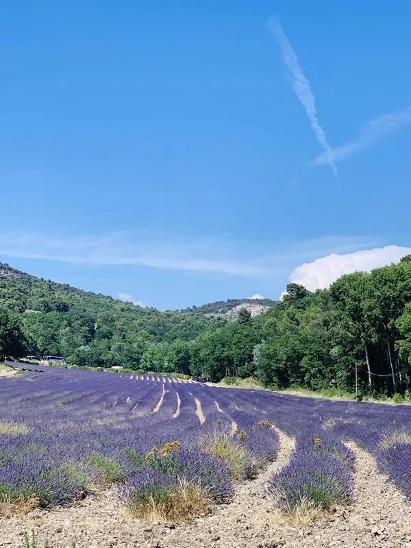 Paisaje del sur de Francia ~ Aviñón