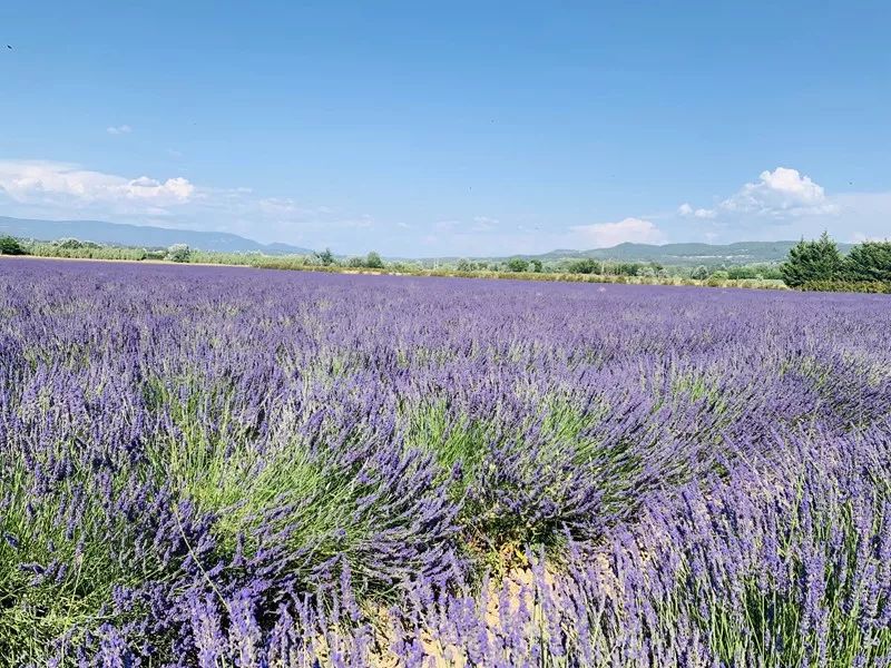 Paisaje del sur de Francia ~ Aviñón