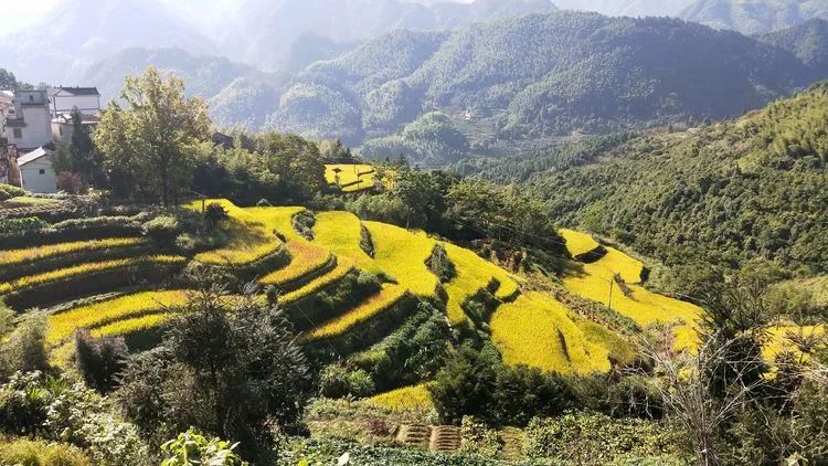 The terraces beside the ridge are yellow