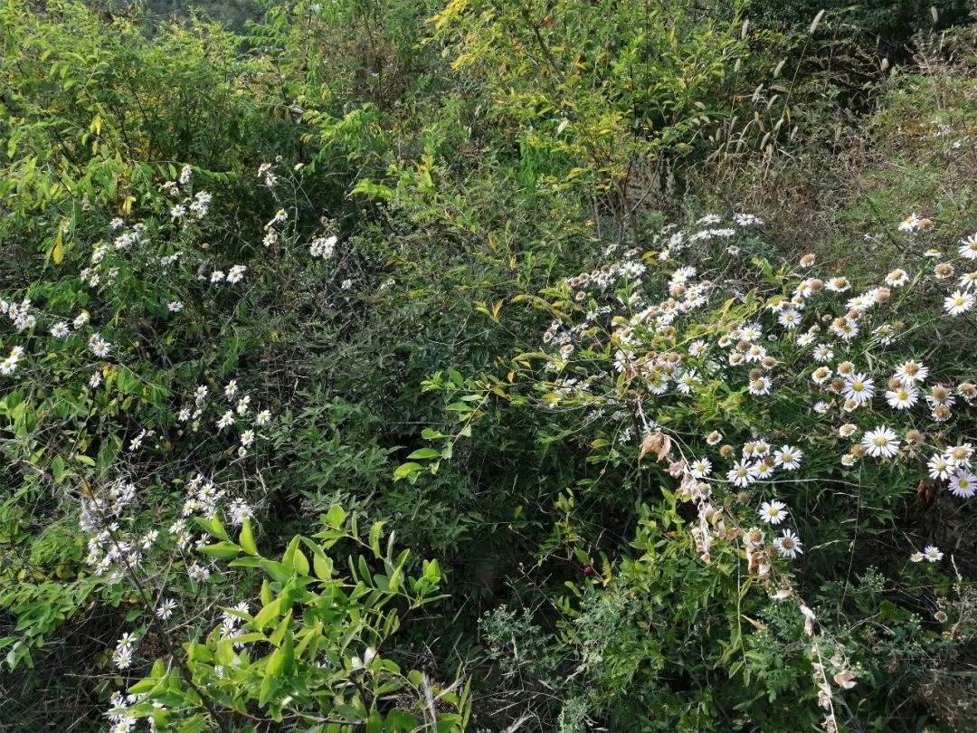 가을에 황화청을 보기 위해 산에 올라보세요