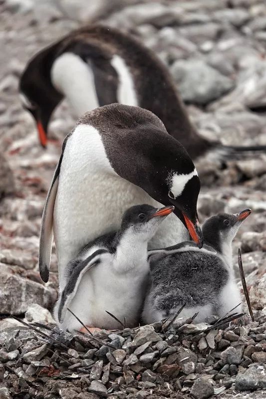 Flying Over Drake ~ Antarctic Adventure Day 2