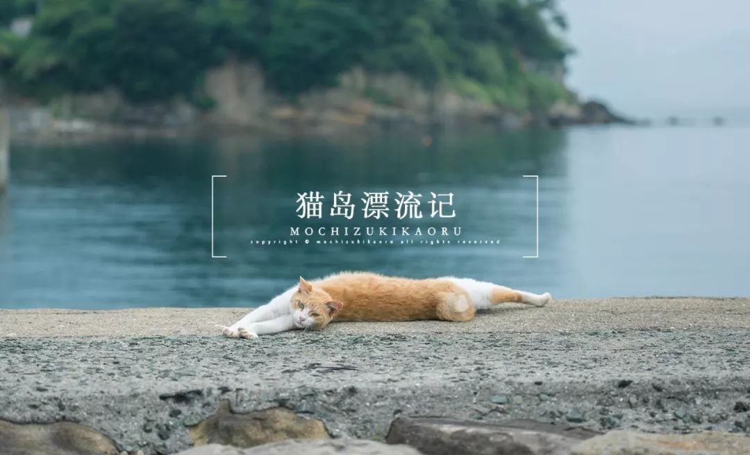 喵 |  猫岛漂流记。