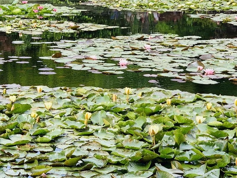 Paisaje del sur de Francia ~ Jardín de Monet