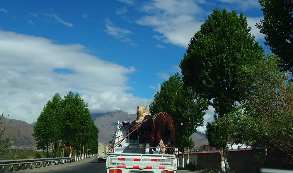 Namtso-Tibet’s Ten-Year Covenant (5)