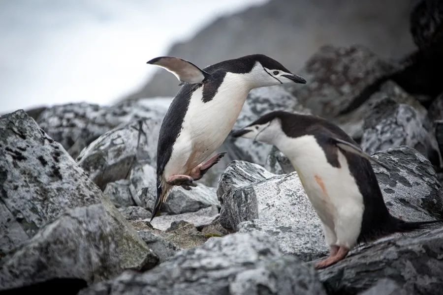 Flying Over Drake ~ Antarctic Adventure Day 3