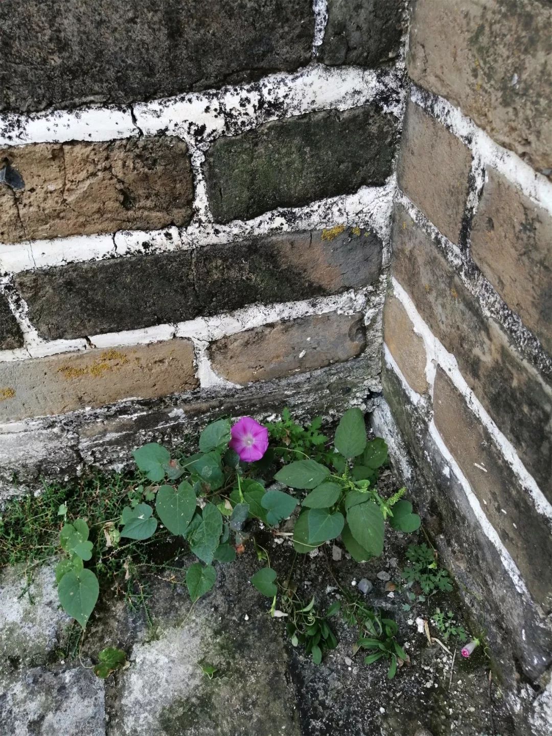 가을에 황화청을 보기 위해 산에 올라보세요