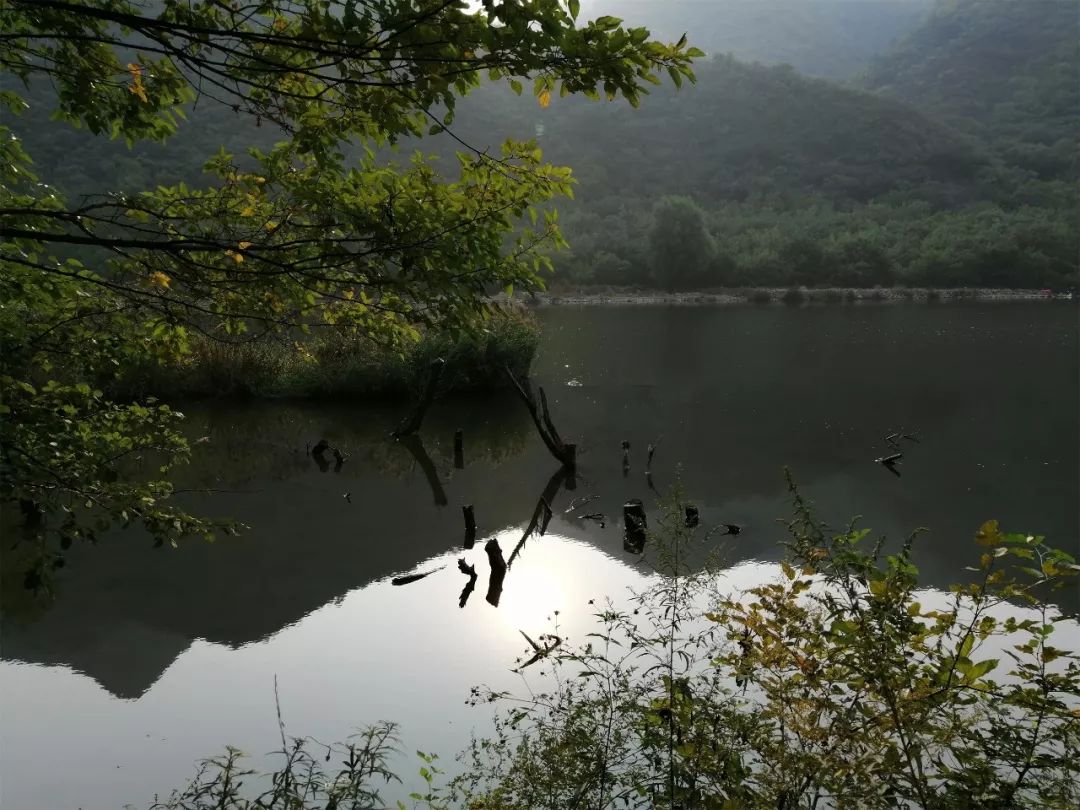 가을에 황화청을 보기 위해 산에 올라보세요