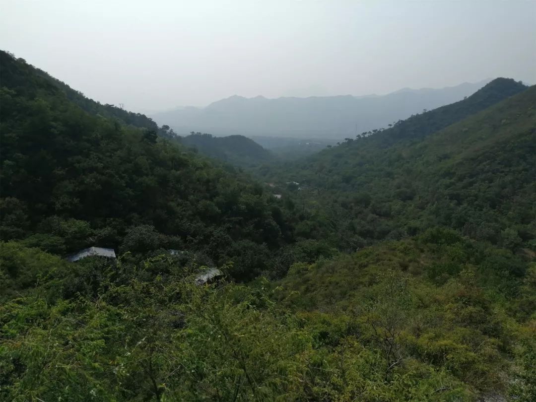 가을에 황화청을 보기 위해 산에 올라보세요