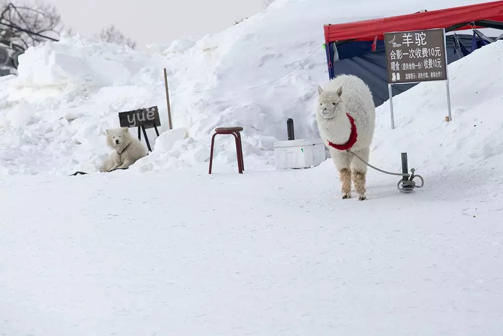 [Notas de viaje de Yue] El mundo de hielo y nieve entre -1 y 40 grados Celsius