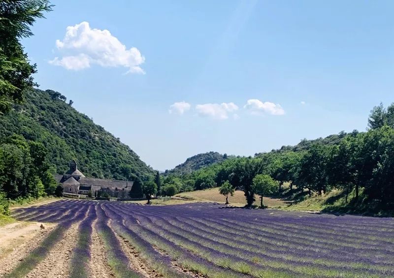 Paisaje del sur de Francia ~ Aviñón