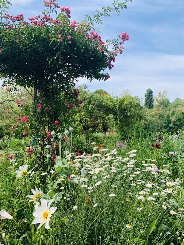 Scenery of Southern France ~ Monet’s Garden