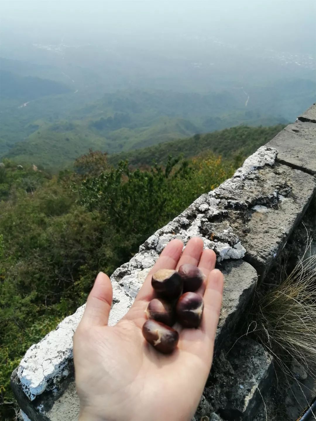 가을에 황화청을 보기 위해 산에 올라보세요