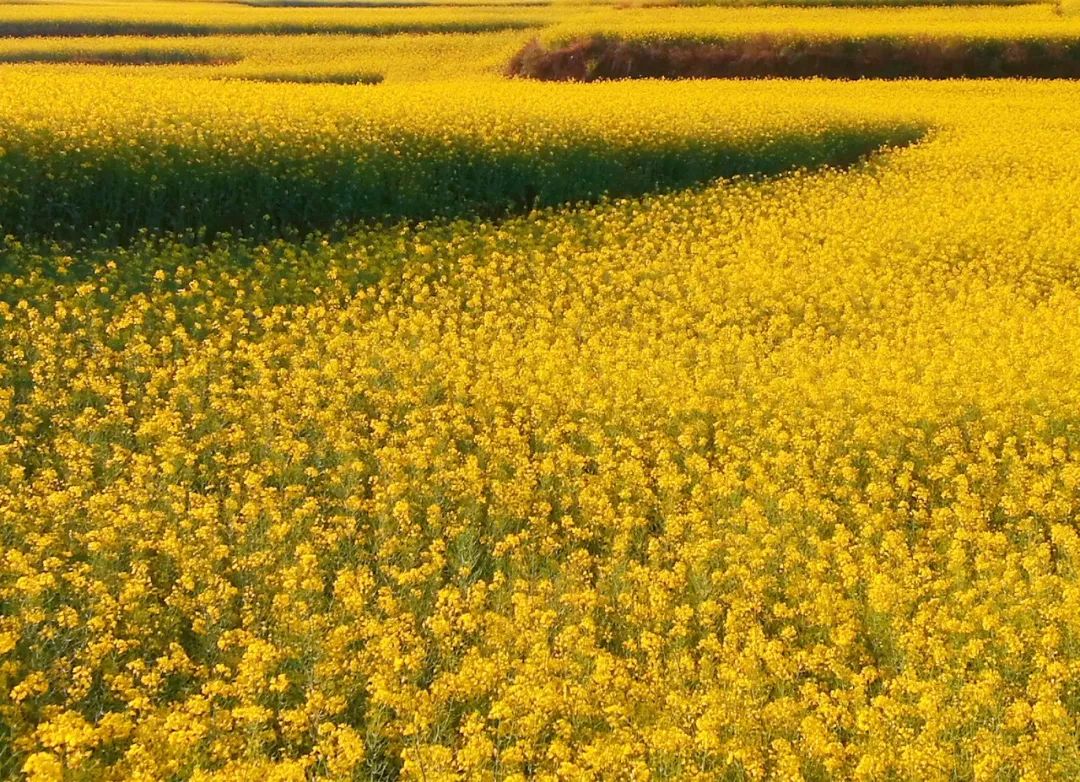 Luoping - a million acres of golden garden