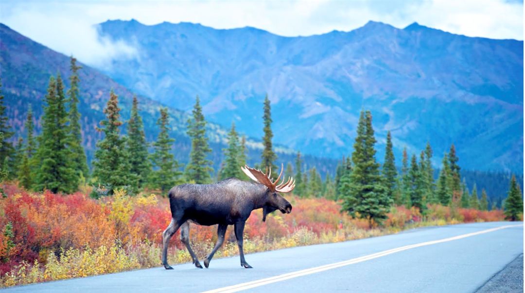 La última frontera: guía del Parque Nacional Denali de Alaska