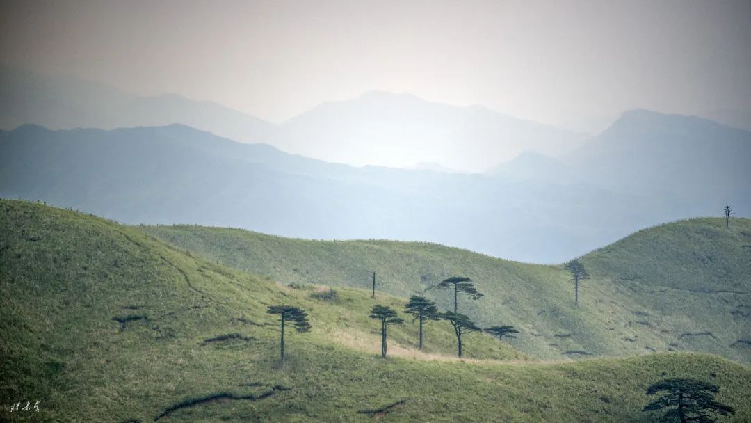 Fotografía | La hierba en la montaña Wugong se ha vuelto verde, ven y sube la montaña.
