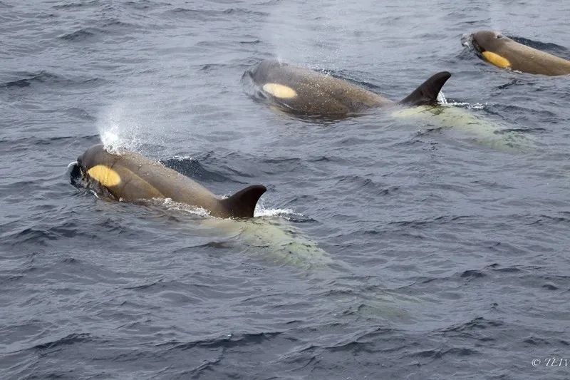 Flying Over Drake ~ Antarctic Adventure Day 3