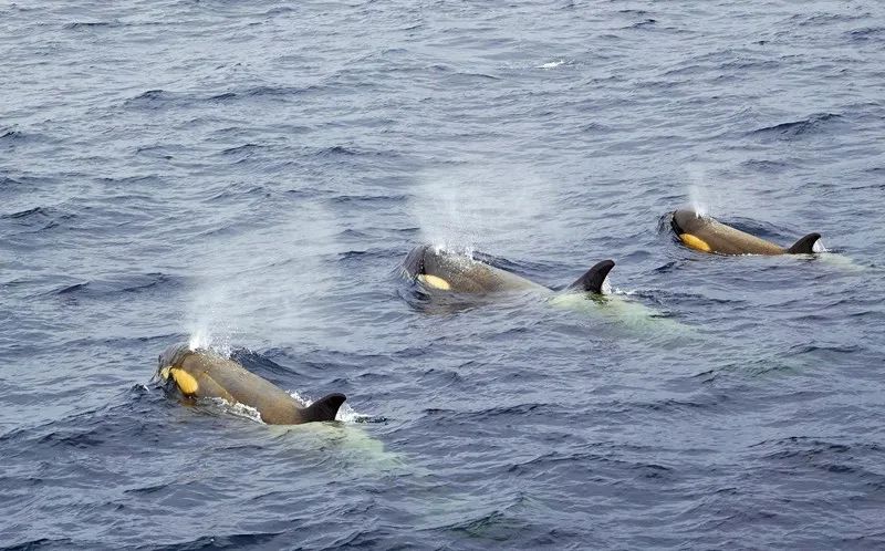 Flying Over Drake ~ Antarctic Adventure Day 3