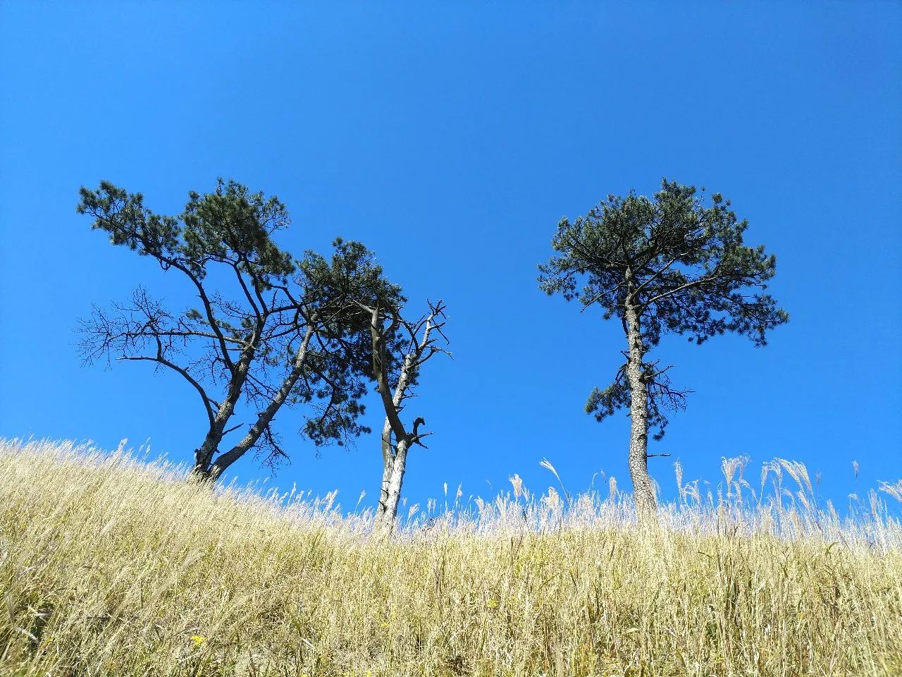 最爱那抹黄，深秋的武功山徒步之旅