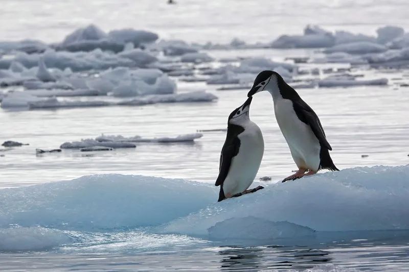 Volando sobre Drake ~ Aventura Antártica Día 3