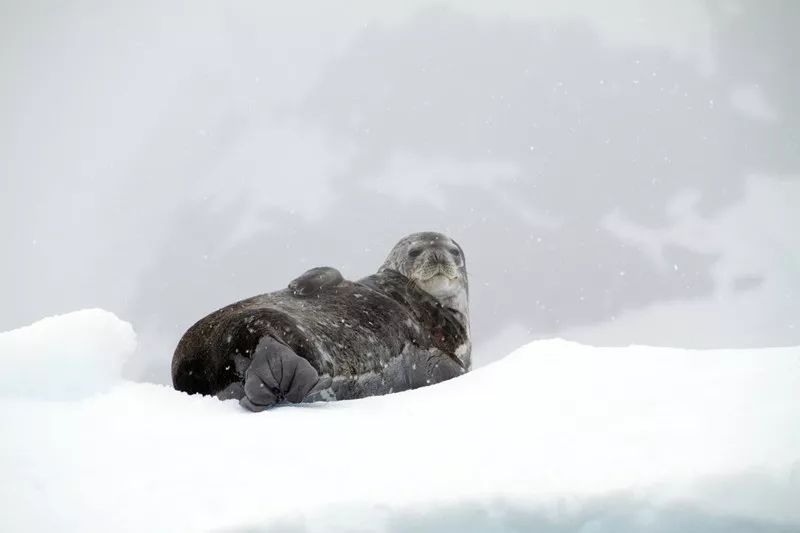 Flying Over Drake ~ Antarctic Adventure Day 2