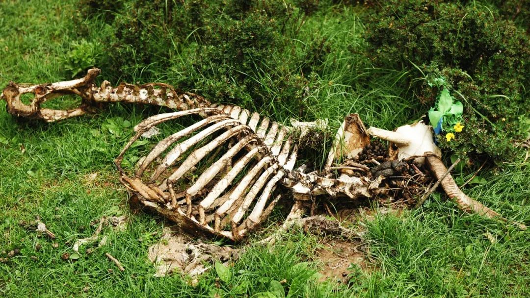 Un récord de recogida de basura en Langmusi Canyon