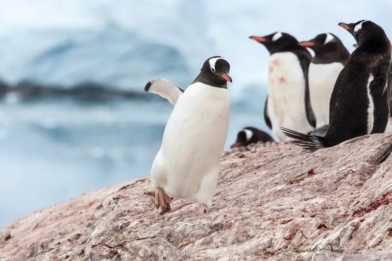 Flying Over Drake ~ Antarctic Adventure Day 2