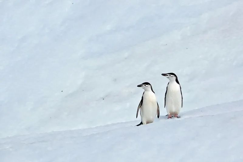 Flying Over Drake ~ Antarctic Adventure Day 3