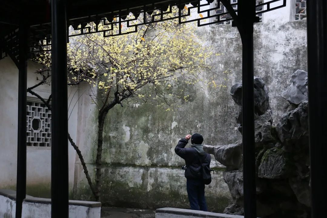 Suzhou Chapter-Plum Blossom Appreciation in the Humble Administrator's Garden