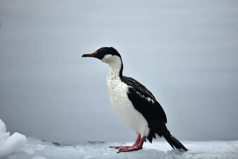 Flying Over Drake ~ Antarctic Adventure Day 2