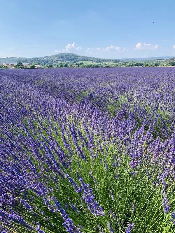 Paisaje del sur de Francia ~ Aviñón