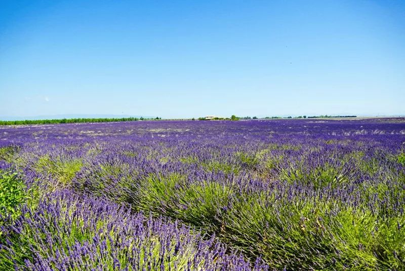 Paisaje del sur de Francia ~ Provenza