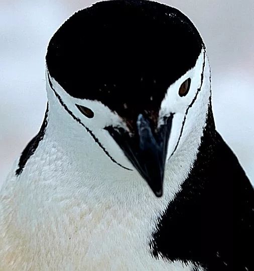 Flying Over Drake ~ Antarctic Adventure Day 2