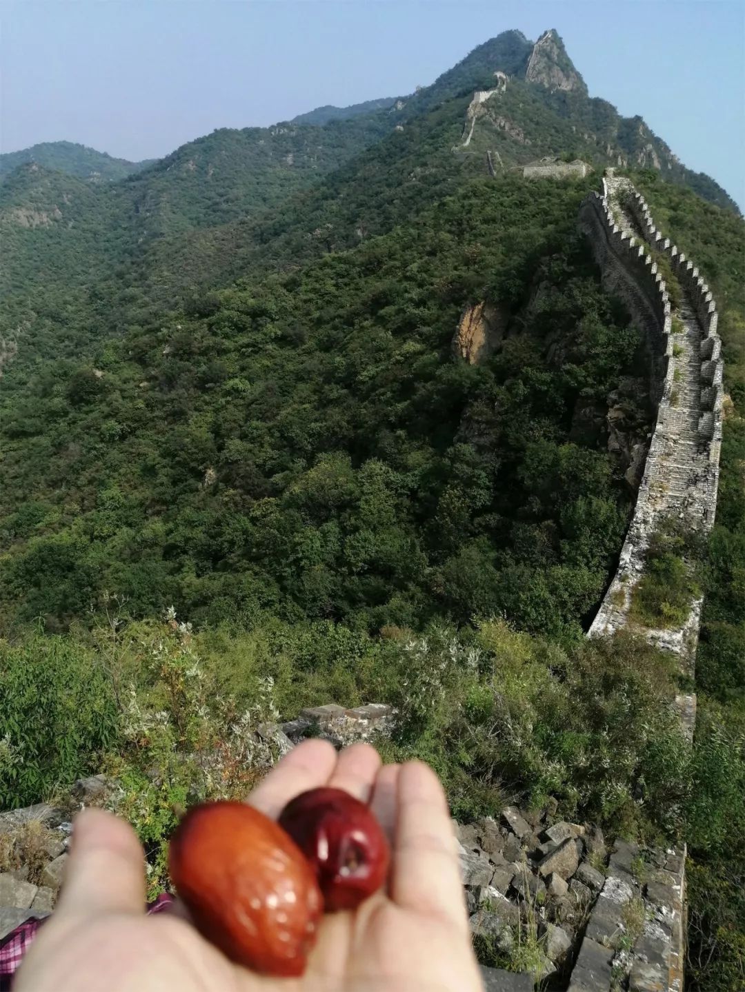 가을에 황화청을 보기 위해 산에 올라보세요