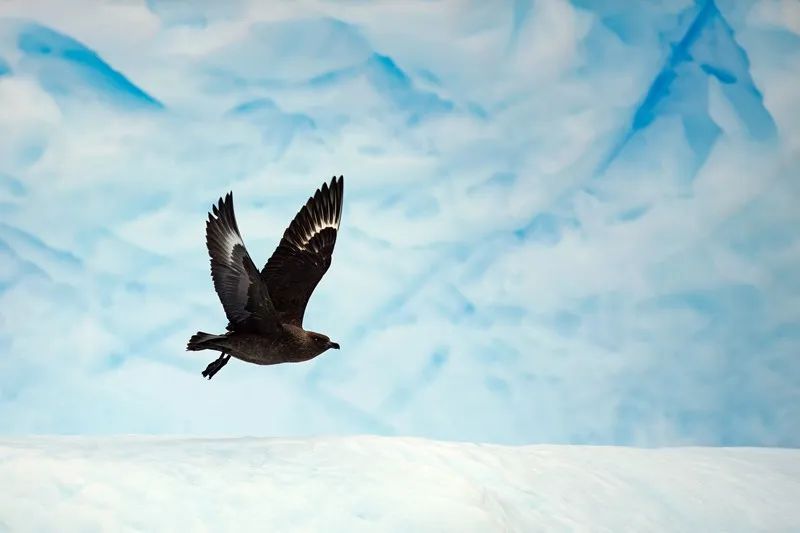 Flying Over Drake ~ Antarctic Adventure Day 3