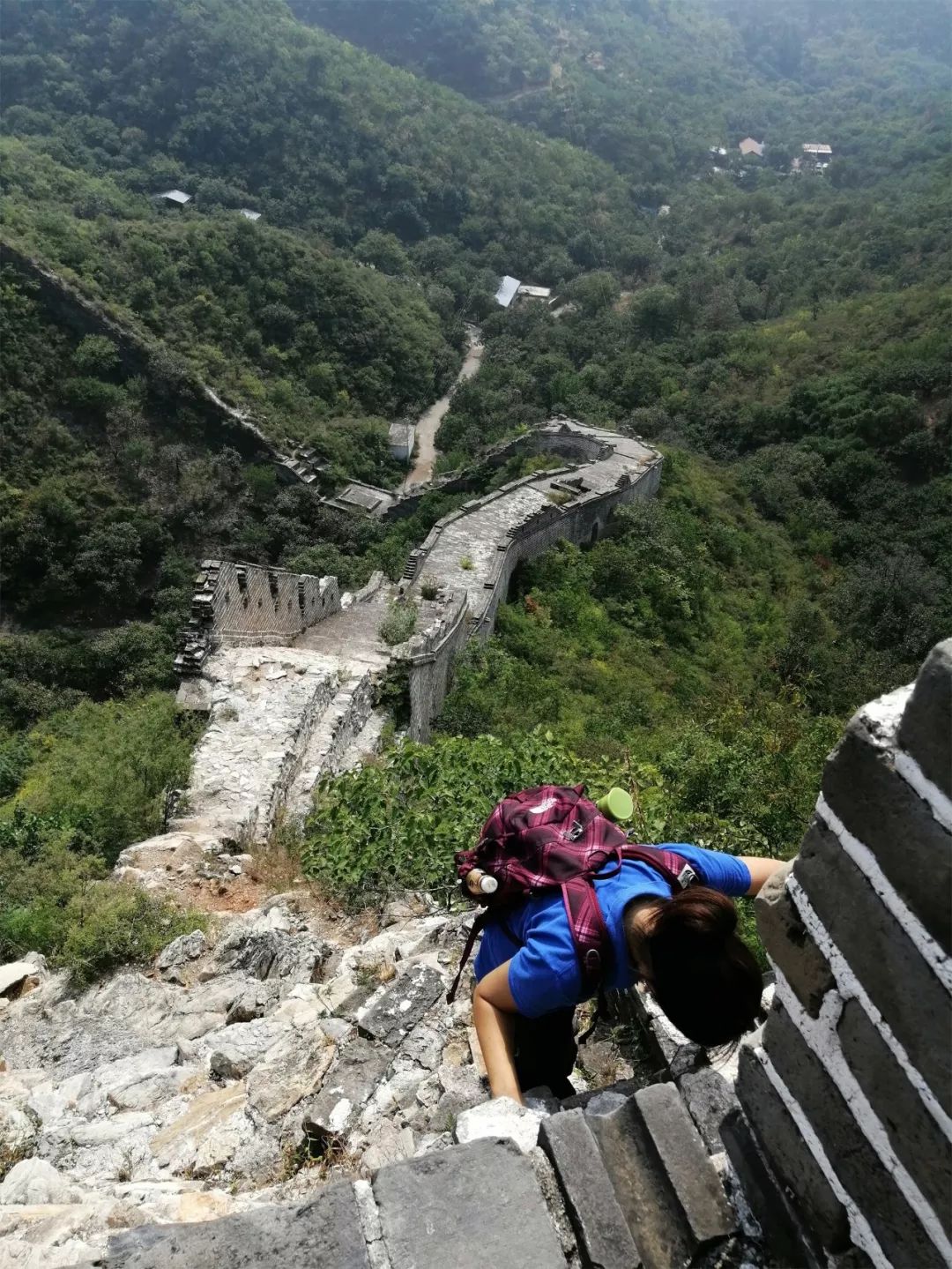 가을에 황화청을 보기 위해 산에 올라보세요