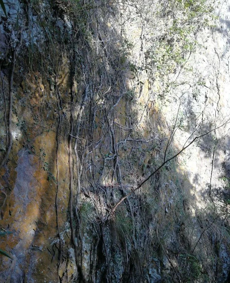 Cruce del puente inmortal de la montaña Yandang