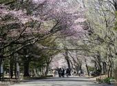 日本札幌旅游攻略 之 圆山公园