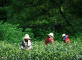 泾县水墨汀溪风景区旅游攻略 之 汀溪兰香