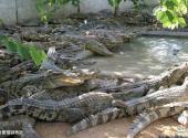 三亚龙虎园旅游攻略 之 鳄鱼繁殖驯养区