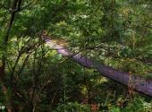 广水中华山森林公园旅游攻略 之 吊桥