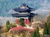 南京钟山和中山陵风景区旅游攻略 之 梅花山
