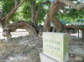 洪秀全故居纪念馆旅游攻略 之 龙眼树