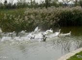 天津海河故道公园游乐园旅游攻略 之 水鸟湿地区